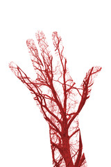 Human Blood Vessels