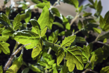 Fototapeta na wymiar young tomato seedlings