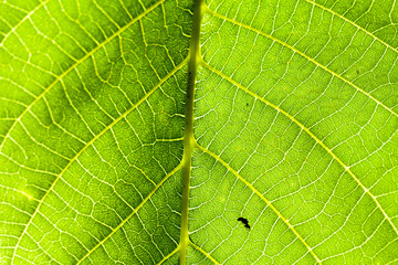 Green abstract with leaf texture