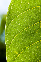 Green abstract with leaf texture