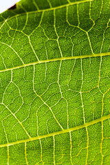 Green abstract with leaf texture