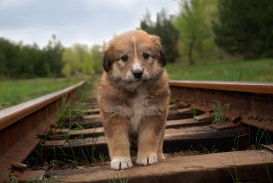 Cute Sad Small Puppy On Railway