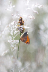 Schmetterling, das Kleine Wiesenvögelchen im Morgenlicht