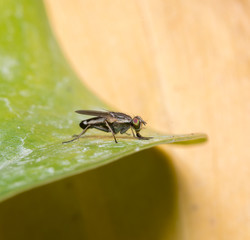fly
