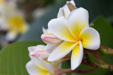 Fototapeta na wymiar white frangipani tropical flower, plumeria flower blooming