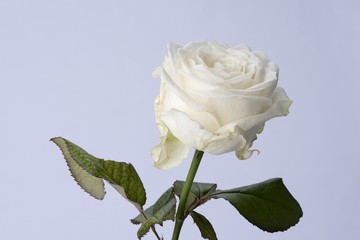 Close up image of a white rose, taken on a white background with copy space. Macro image.