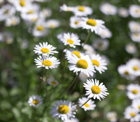 Fototapeta premium Chamomile flower