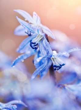 Fototapeta Spring blue flowers close up - a Scilla Siberica