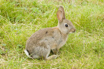 Rabbit in the grass