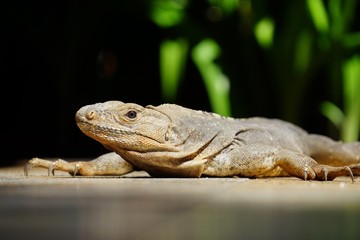 Iguana basking in the sun in Costa Rica