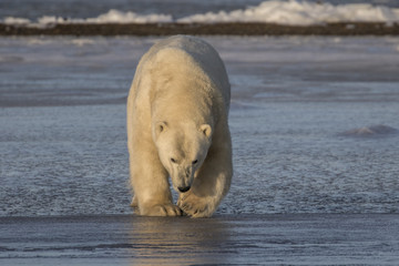 Naklejka premium Polar Bear headed towards land