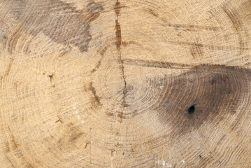 Fresh cut deciduous trees with growth rings, texture, signs