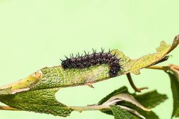 Common Jester caterpillar