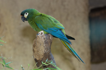 Parrot