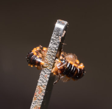 centipede
