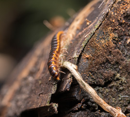 centipede
