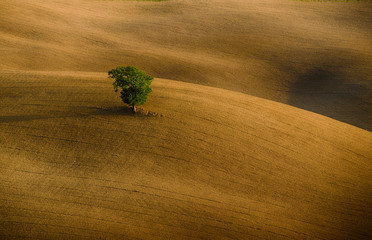 Obrazy na Szkle  Samotne zielone drzewo na wzgórzu w Toskanii we Włoszech. Naturalne tło krajobrazu