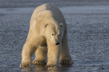 Obraz na płótnie Canvas Polar Bear standing on ice