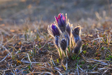 Pasque flower at sunset