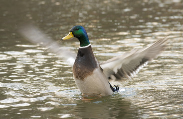 Stockerpel  (Anas platyrhynchos) richtet sich im Wasser auf und schlägt mit den Flügeln, Hessen, Deutschland
