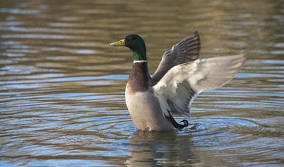 Erpel der Stockente (Anas platyrhynchos) schlägt im Wasser mit den Flügeln, Hessen, Deutschland 
