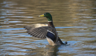 Erpel der Stockente (Anas platyrhynchos) schlägt im Wasser mit den Flügeln, Hessen, Deutschland
