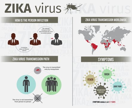 Zika virus infographic template include transmission, symptom, and infection path. EPS 10