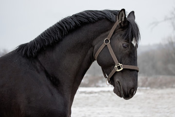 Portrait of a black stallion 