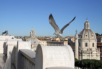 ROME, ITALY - DECEMBER 21, 2012: Gull soaring against the backdrop of Rome, Italy