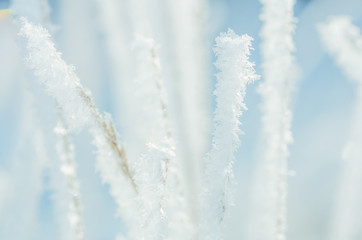 Hoarfrost on grass