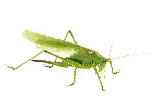 big green grasshopper isolated on white background