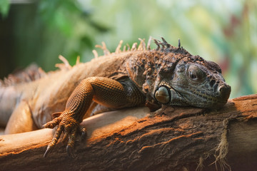 big iguana on wood