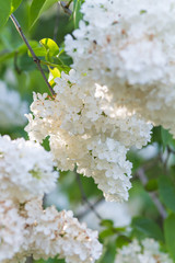 blooming lilac in the botanical garden