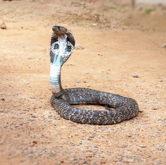 Obraz premium King Cobra snake.