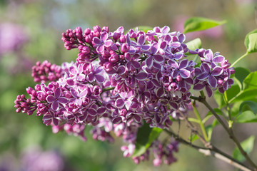 blooming lilac in the botanical garden