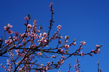 Kwitnąca brzoskwinia