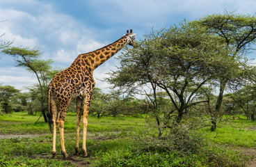 giraffe eating Acacia tree leaves in the Serengeti landscape  