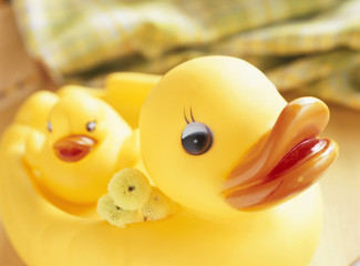 おもちゃの親子のアヒル