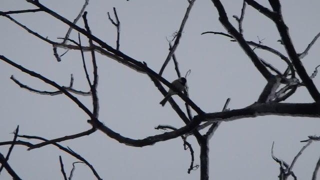 M&eacute;sange &agrave; t&ecirc;te noire