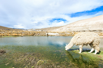 Obraz premium lamas in Andes,Mountains, Peru