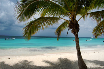 Naklejka na ściany i meble Beach beds under coconut palm with an ocean view