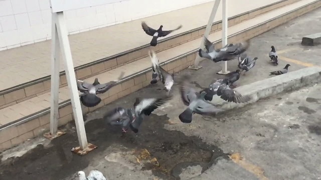 slow motion pigeons on the car park flying 