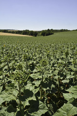 Parcelle de tournesol avant la floraison