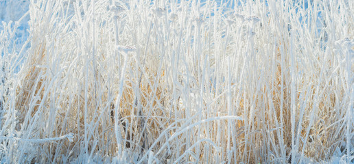 Grass covered with frost and snow. Texture