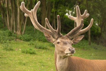 Naklejka na ściany i meble deer handsome