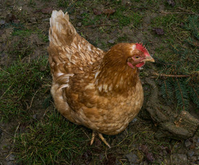 free-range chiken. hens cock
