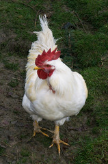 hens fair farm free running. cock