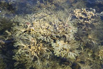 Naklejka na ściany i meble Seaweed of White sea