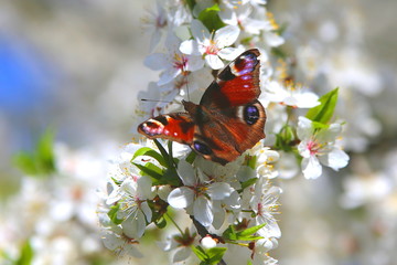 Close up of butterfly on white cherry blossom