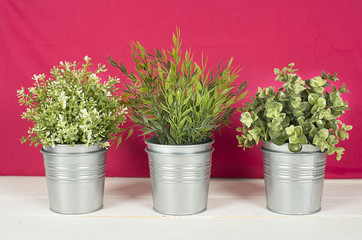 Three plants on a wooden table on a red background